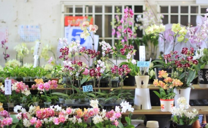 桃園花市：交通攻略、花卉價格與在地小吃全解析