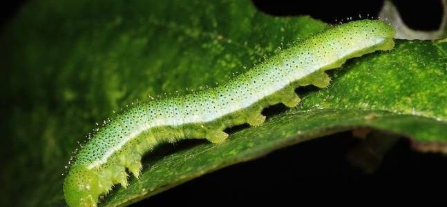 醉蝶花：品種多樣辨識、生長環境解析與栽培防蟲全攻略