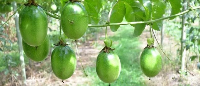 百香果種植：從品種選擇到日常照顧的全方位成功指南