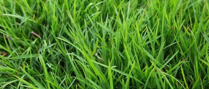 假儉草：品種分類、生長環境、栽培秘訣與防治全攻略