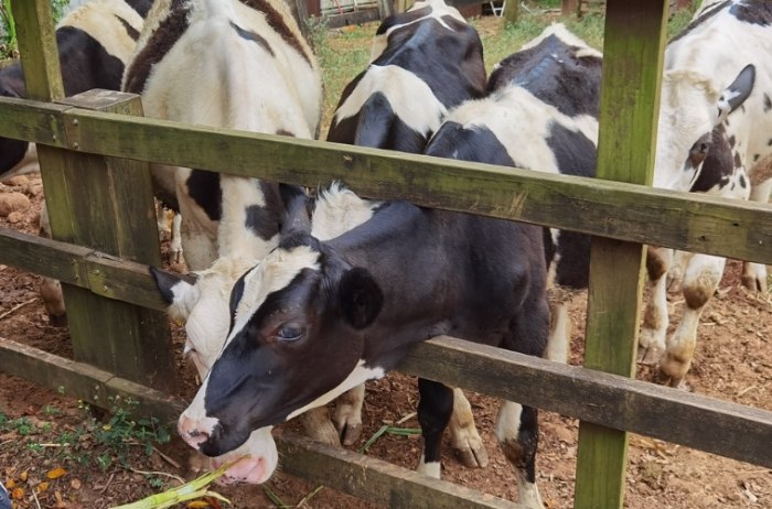 味全埔心牧場：不只是記憶中的牛奶香，門票交通、親子體驗、美食住宿全攻略