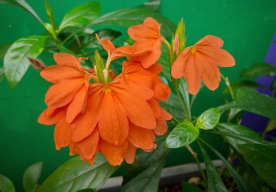 鳥尾花：種植養護全攻略與病害預防秘訣