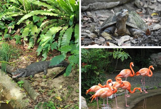 香港動物園：三大園區特色評比與完整攻略