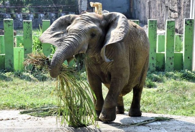高雄壽山動物園：門票資訊、交通攻略、明星動物與附近美食全指南