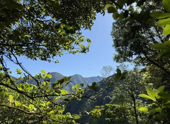 橫嶺山步道: 陡上挑戰、杜鵑嶺景觀、O型路線精華