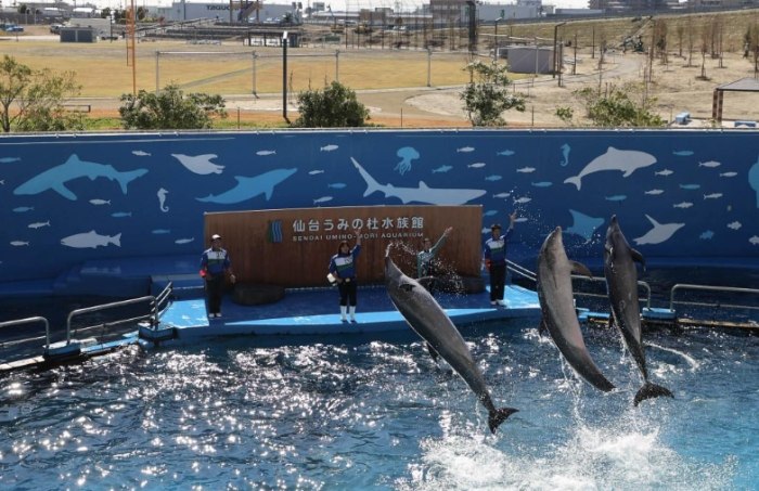 仙台海洋森林水族館：探索海洋森林主題展，詳盡開放時間、交通攻略、必玩推薦與美食指南