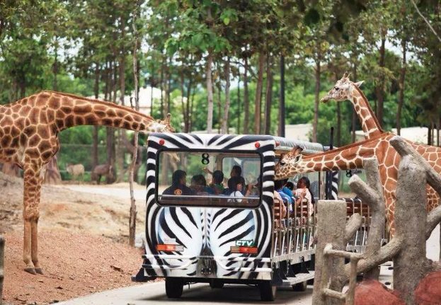 清邁動物園：全方位攻略包含門票優惠、交通方式與必看亮點