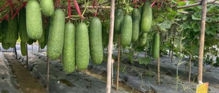 節瓜種植：完整攻略從挑種到豐收，懶人玩家策略解析