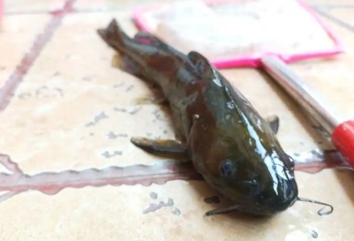 牛尾魚: 挑選法則、處理技巧與實用料理全攻略