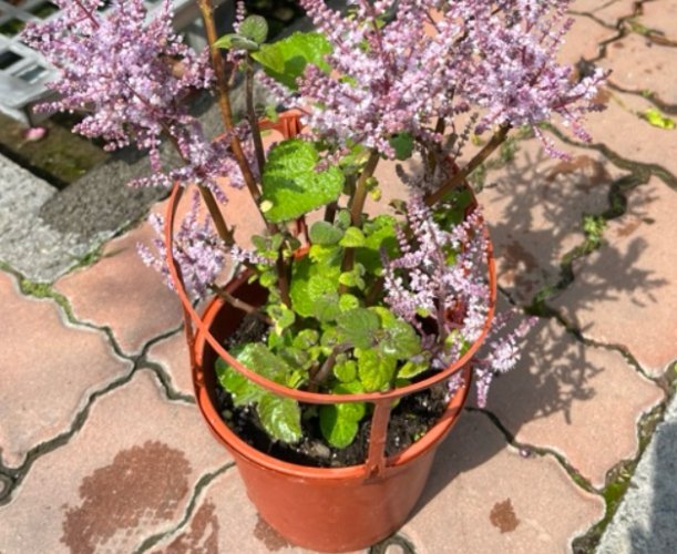 麝香木種植：從環境打造到日常養護全指南