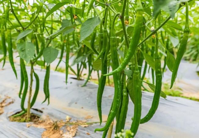 種植辣椒注意事項：完整指南與實用懶人包