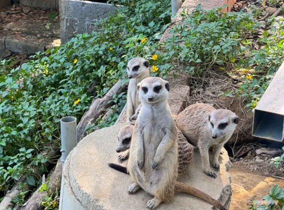 彰化動物園：親民門票、交通指南、明星動物與周邊美食住宿全攻略