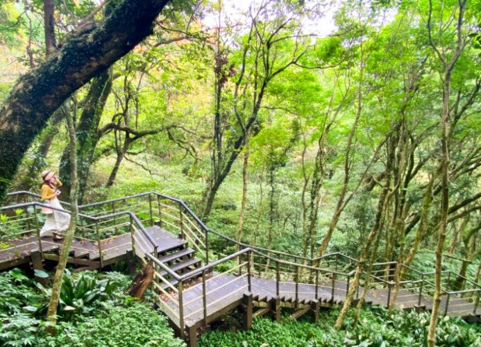 青楓步道：完整步道資訊、路線規劃與周邊景點詳解