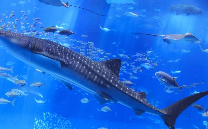 沖繩美麗海水族館：門票省錢秘訣、避開人潮時段、交通選擇、必看亮點與在地美食