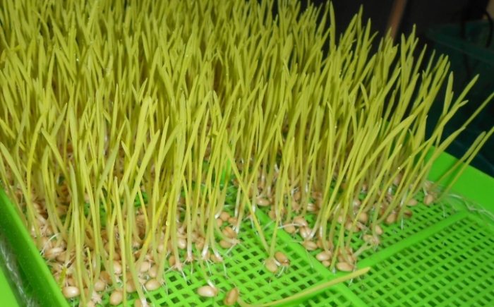 小麥草種植：完整指南及日常養護秘訣