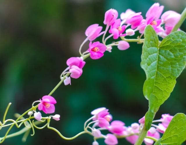 珊瑚藤：品種分類、形態特徵、生長習性、栽培技術與病害防治全攻略