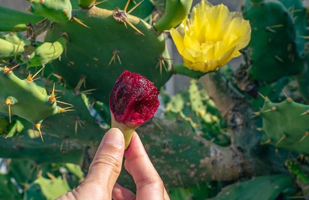 澎湖仙人掌：品種揭秘、養護技巧與病害防治全攻略