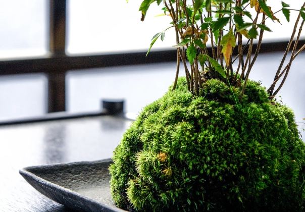 苔蘚種植：完整指南從品種認識、環境打造到種植方法與照顧秘訣