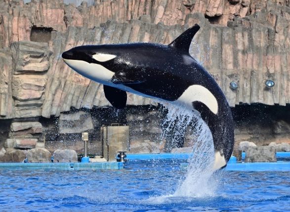 名古屋旅遊：全方位攻略指南與行程秘訣