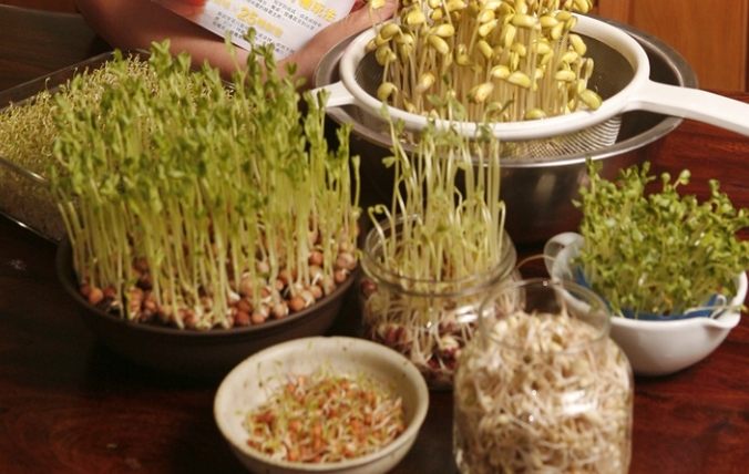 豆芽菜種植