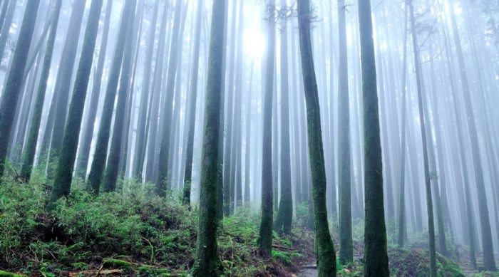 二萬坪風景區：阿里山鐵道高山秘境交通景點與住宿全攻略