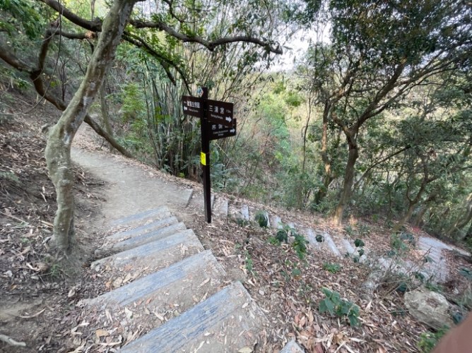 桃源里森林步道：輕鬆愜意的環狀步道，享受天然芬多精SPA與復興區景點探索