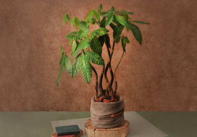 發財樹盆栽：品種選購、照顧秘訣與疑難排解全指南