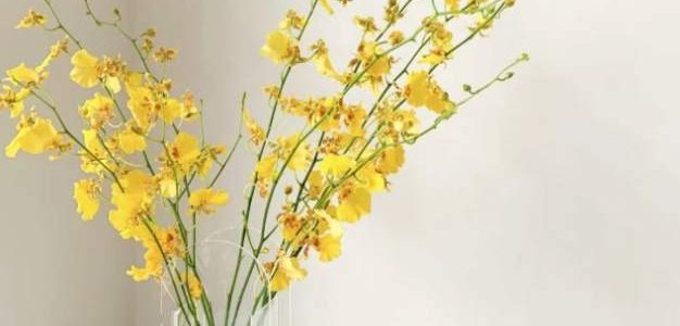 跳舞蘭：品種分類、養護技巧與病害防治全攻略