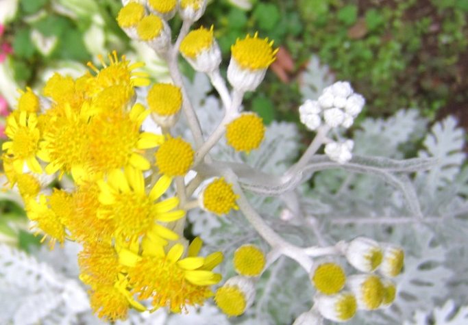 銀葉菊：品種圖鑑、種植指南到園藝搭配全攻略