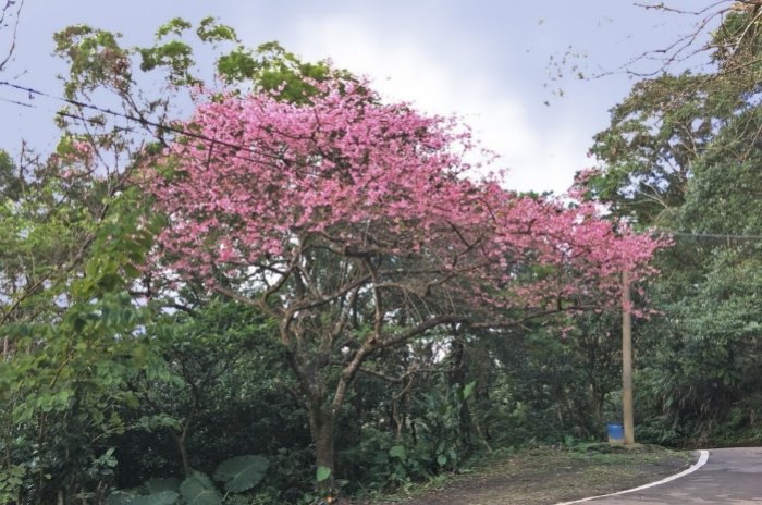 二格櫻花步道：完整交通、路線與景點攻略