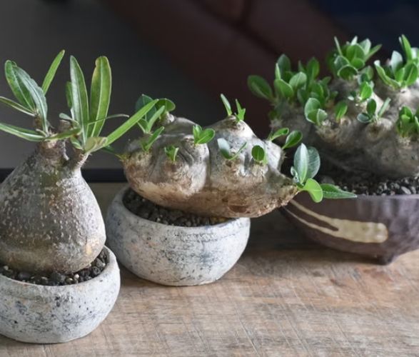 塊根：新手到專家的養護奇幻旅程與實戰指南