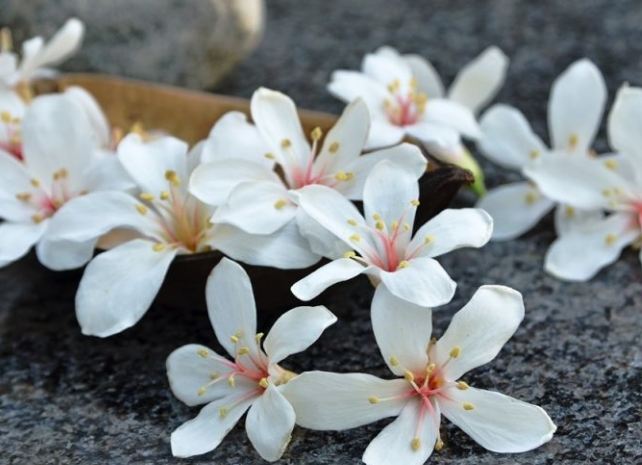 梧桐花：品種分類、形態特徵、生長習性、栽培技術、常見病害與Q&amp;A