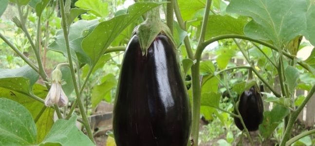 茄子種植：從品種選擇到豐收秘訣全攻略