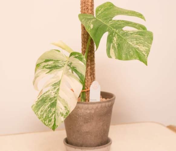 白斑龜背芋：從品種起源到養護技巧全指南