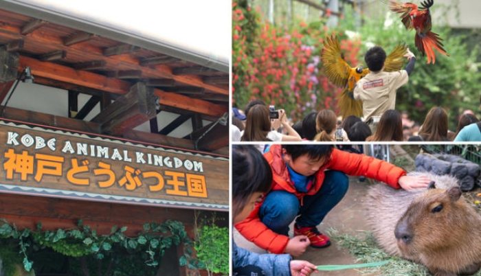 神戶動物園：開放時間、交通、活動、美食住宿全攻略