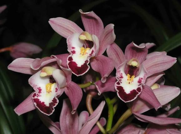 虎頭蘭花語：東西文化差異揭密與陽台養護全攻略