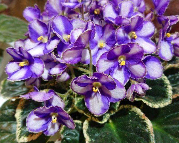 非洲堇：品種栽培到病害預防的全方位指南