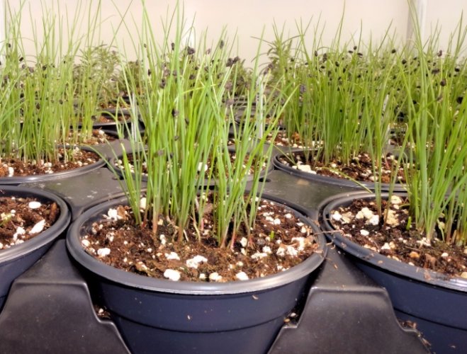 蔥種植：三大高成功率種法解析＋蟲害防治秘訣