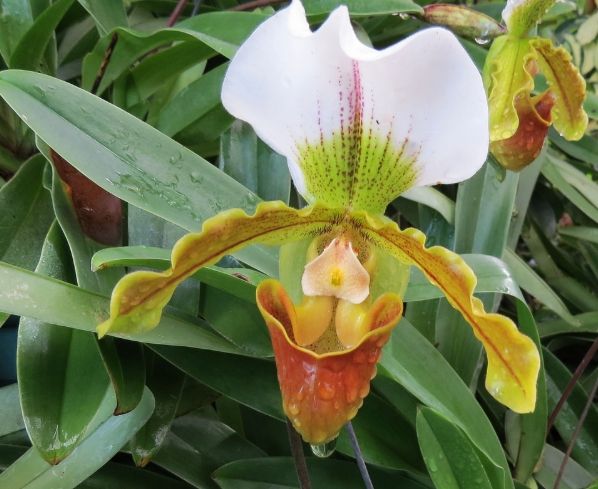 蘭花干：識別高風險品種與防乾燥實戰養護秘技