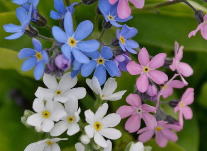 勿忘我：栽培技巧與品種解析，打造難忘藍色花海