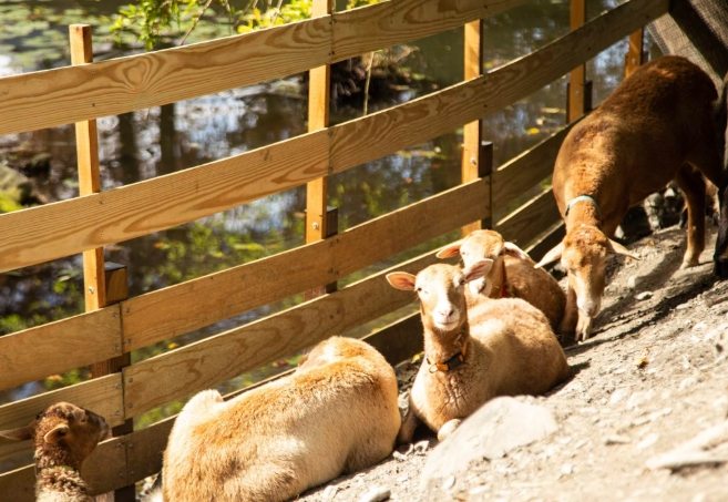 宜蘭動物園：生態教室與豐富體驗全攻略，親子玩樂交通便利