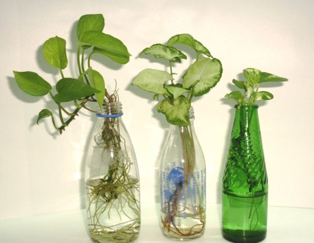 水耕植物：品種選擇、形態特徵與栽培技術完整指南