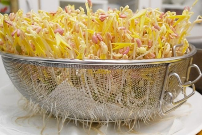 豆芽菜種植：臺灣家庭簡易水培全攻略，從選豆到颱風天秘技一次掌握