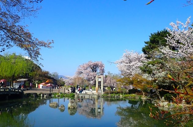 円山公園賞櫻