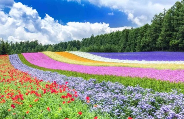 北海道交通指南